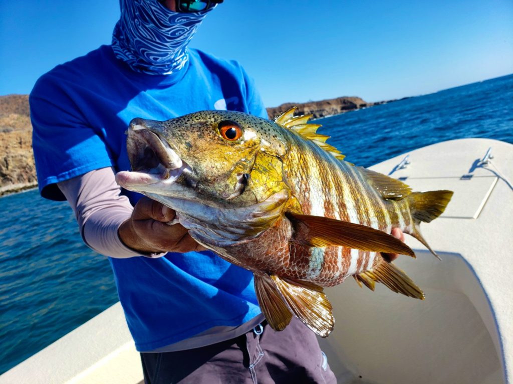 Los Barriles Fishing Report May 26 2019 LOS BARRILES