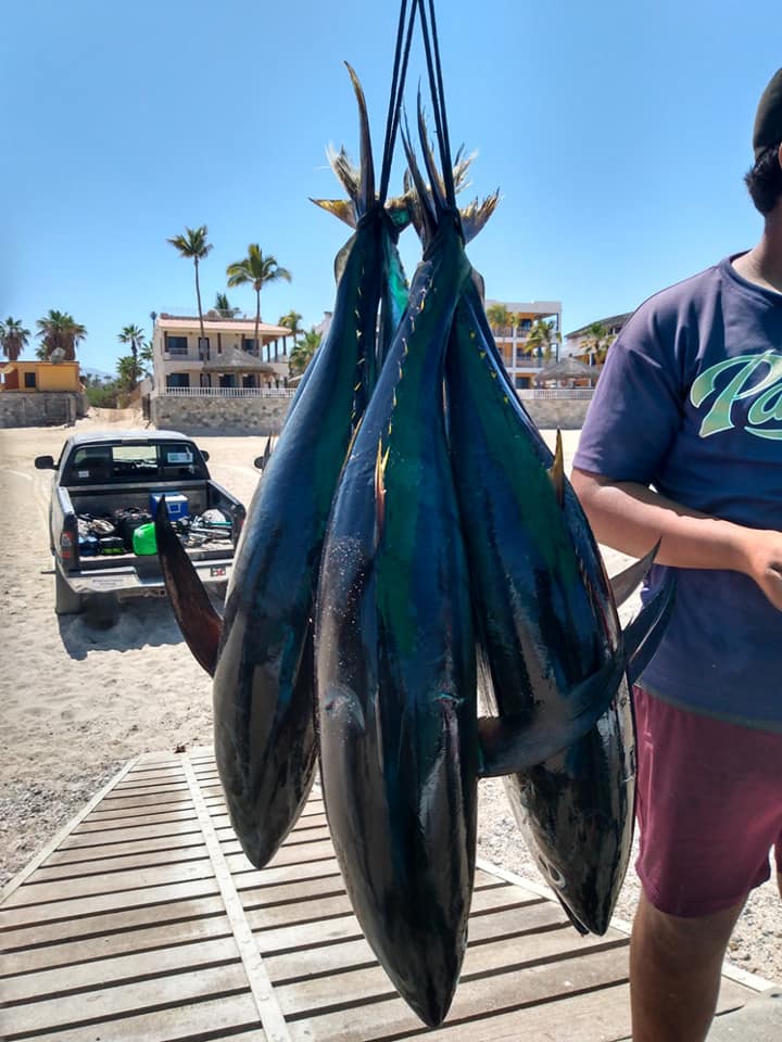 Los Barriles Fishing report.... tuna 
